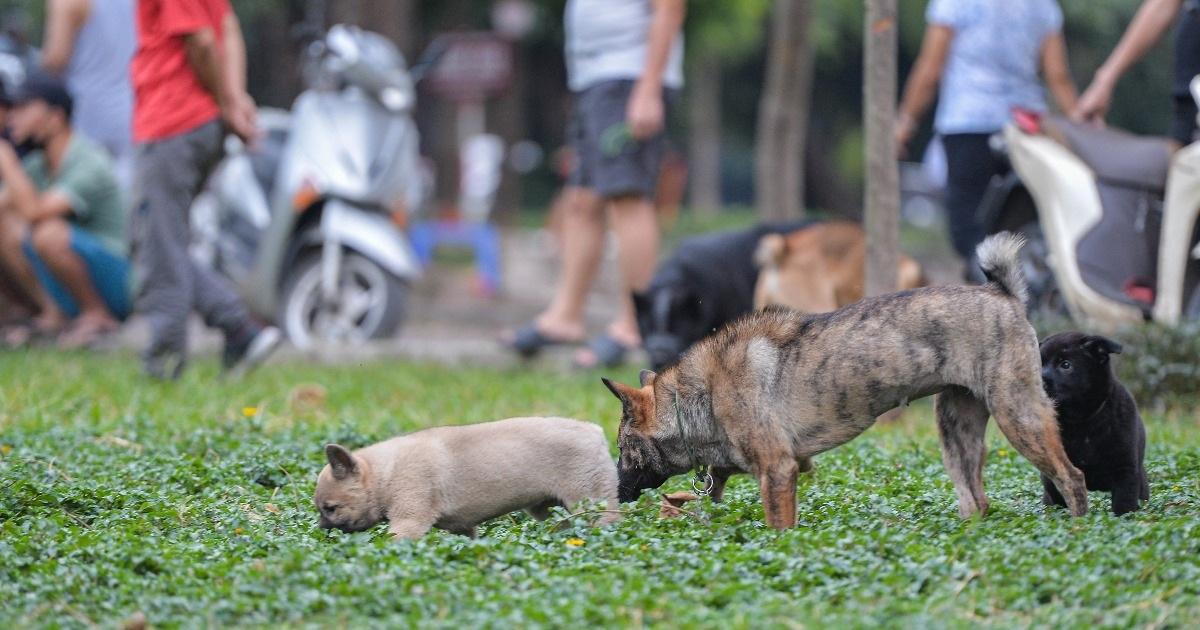 Người dân tập thể dục và đi dạo quanh Hồ Đền Lừ vào buổi sáng sớm ở Hà Nội